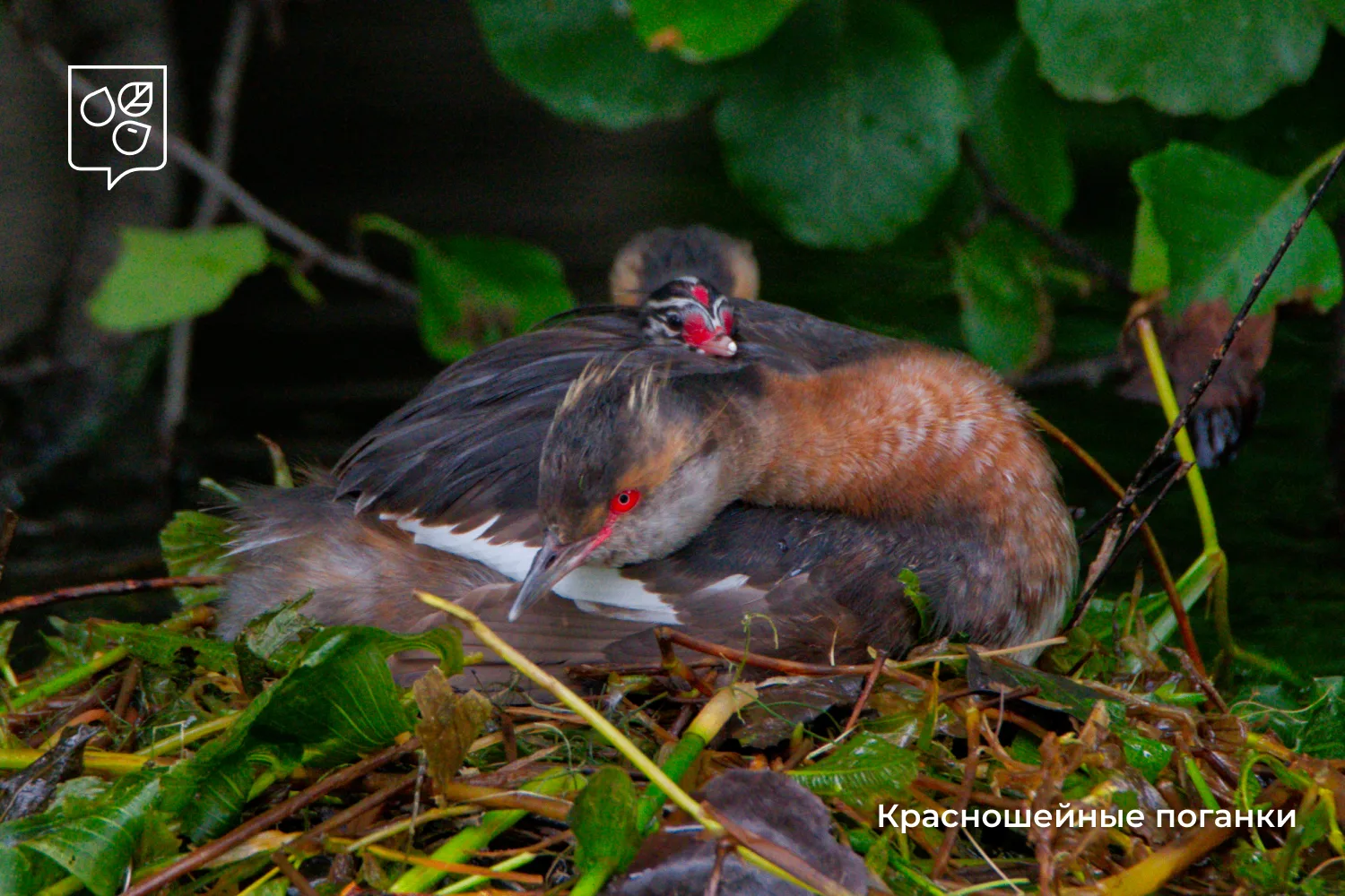 🐣  В Москве у редкой красношейной поганки появилось потомство
