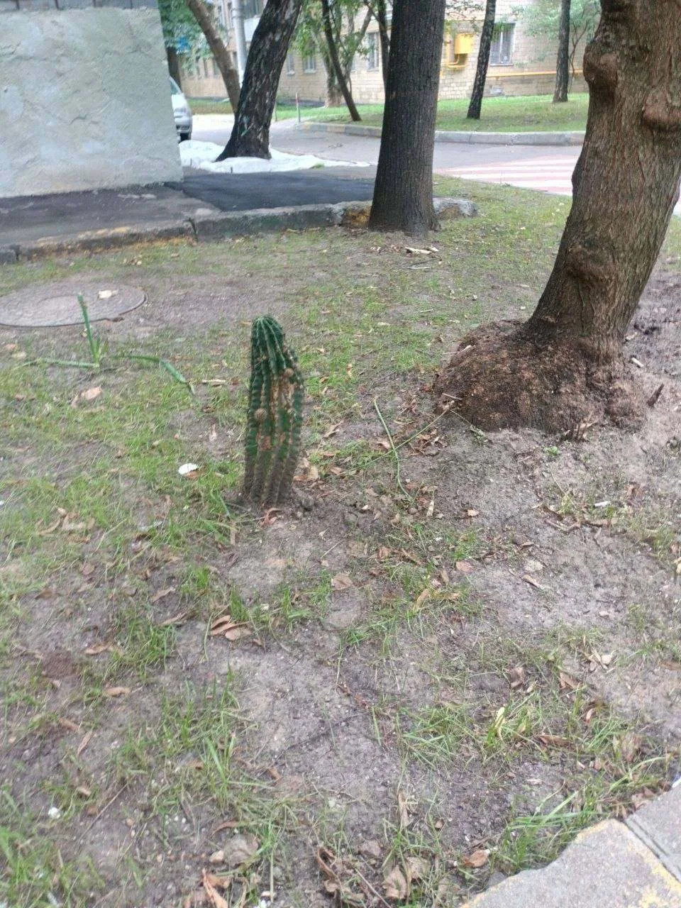 🌵 Какая теплая в этом году осень. Климат меняется. В Очаково-Матвеевском кактусы уже р...
