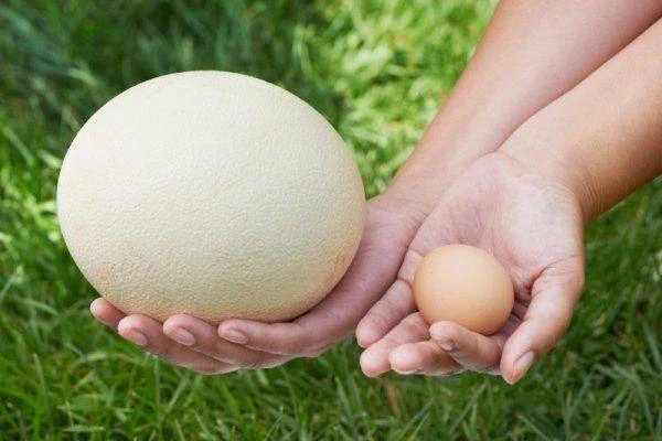 Вес страусиного яйца может достигать 1,5 кг.