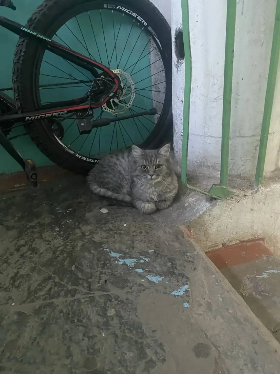 В подъезде на Васильева 89 уже второй день сидит кот, видно, что домашний, подстриженны...