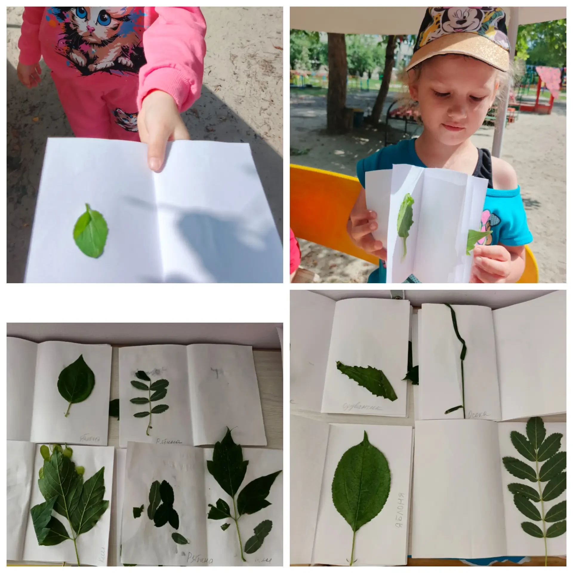 🌿 В группе «Рябинка» — настоящая ботаническая экспедиция! 🌿

Сегодня наши юные исследователи погру