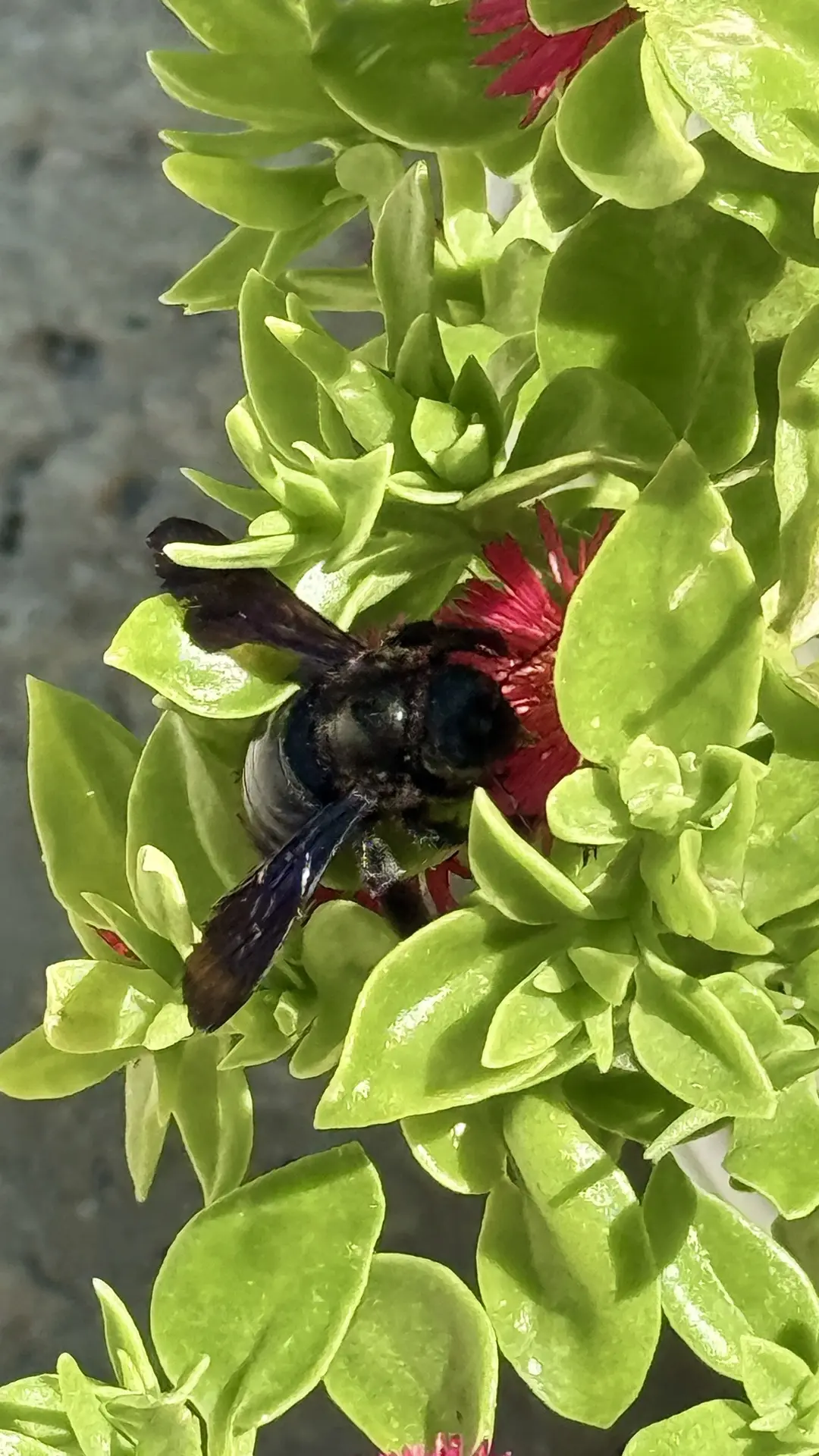 🐝🦜 Удивительные обитатели Южного берега Крыма: пчела‑плотник и «крымская колибри»
