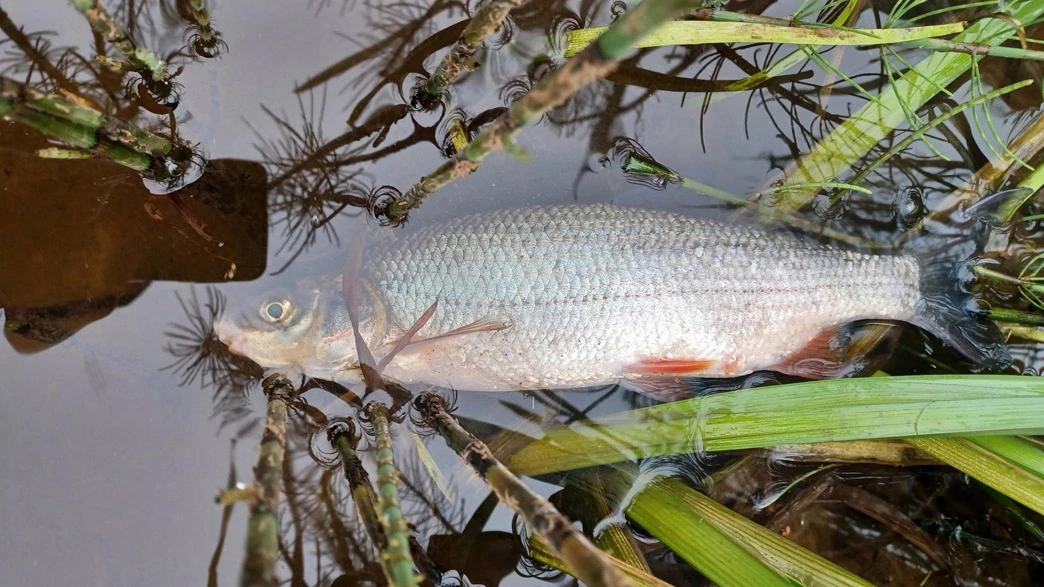 🤷‍♀️🐟🐠Минприроды Владимирской области не заметило массового мора рыбы на Клязьме

Региональное ми