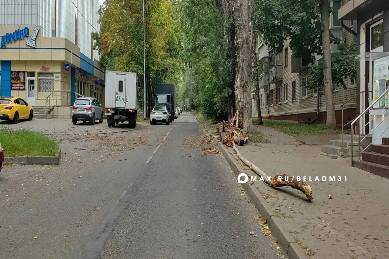 Из‑за сильных порывов ветра в Белгороде упали несколько деревьев