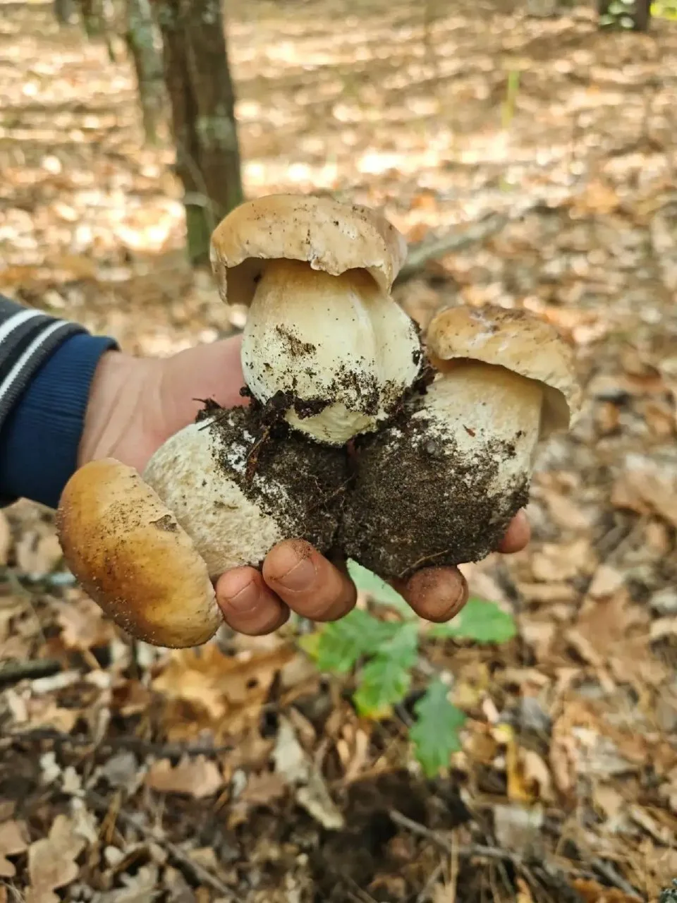 Вот так гиганты!! 🍄‍🟫