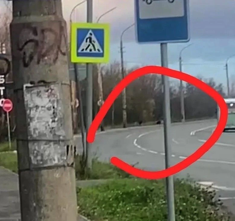 ❗На Маймаксанском шоссе у остановки на 21 л/з были замечены медведица с двумя медвежата...