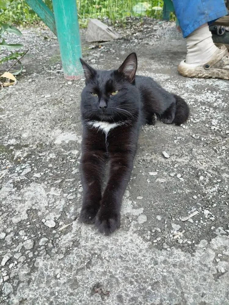 Нашел кота на вторчермете, адрес Селькоровская 15, с виду ласковый, домашний для связи +79030845914
