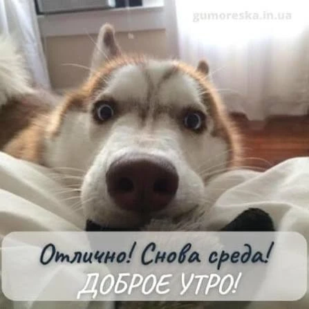 С добрым срединным утром!