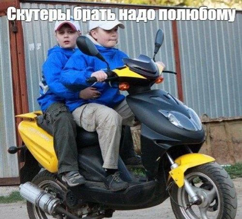 ЯНТАРНЫЕ СКУТЕРОФИЛЫ