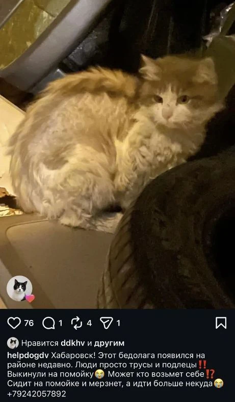 Котик на помойке замерзает😢