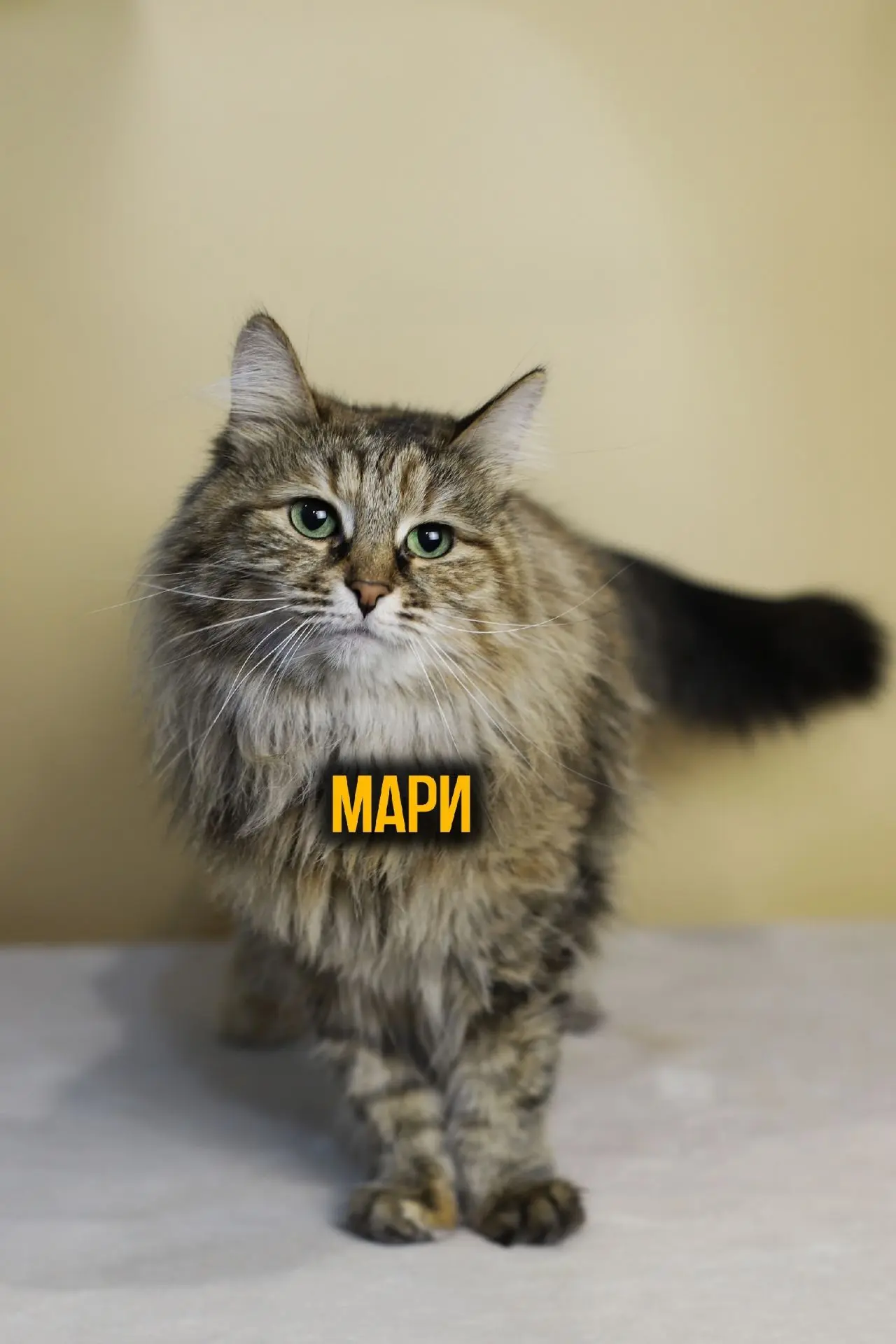 Мари!💖 
 
Мари и ее дочка Миюки приехали в приют из-за смерти хозяйки. Родственники не смогли забра