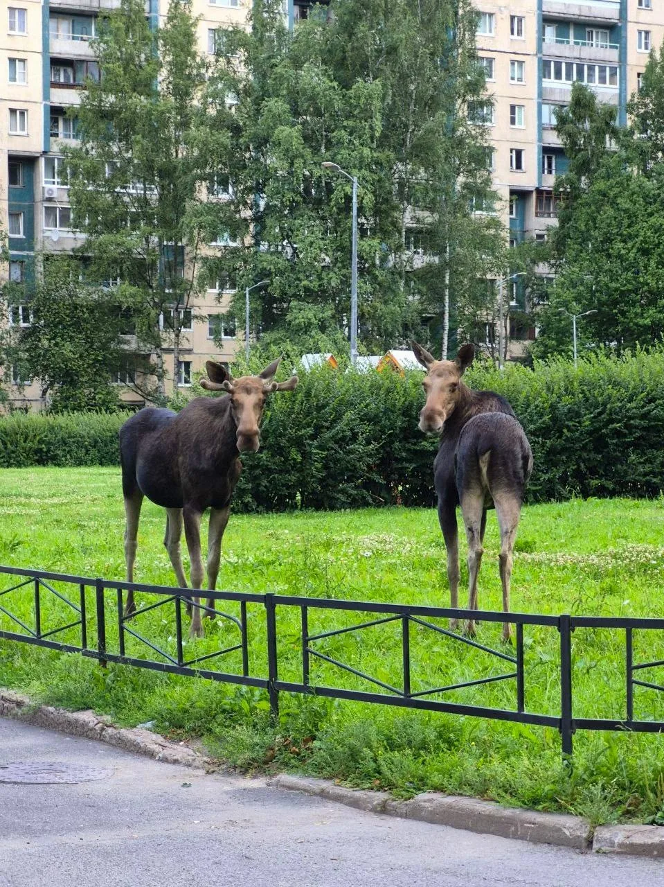 Лоси с проспекта Сизова передают всем привет
