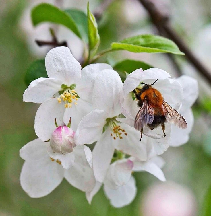МИР, ТРУД, МАЙ 🌸