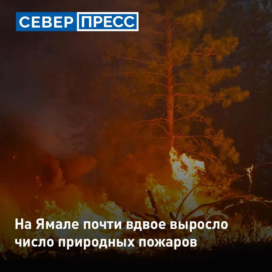 Число природных пожаров на Ямале выросло почти вдвое — с 35 до 64. Они охватили 11 175,3 гектара в К