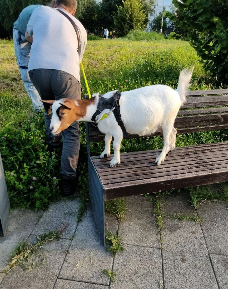 🐐 Вот такой домашний питомец был замечен у нас в парке на Борисовских прудах