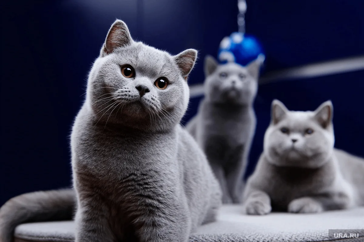 «Кошачий театр» выступит в Нижнем Тагиле