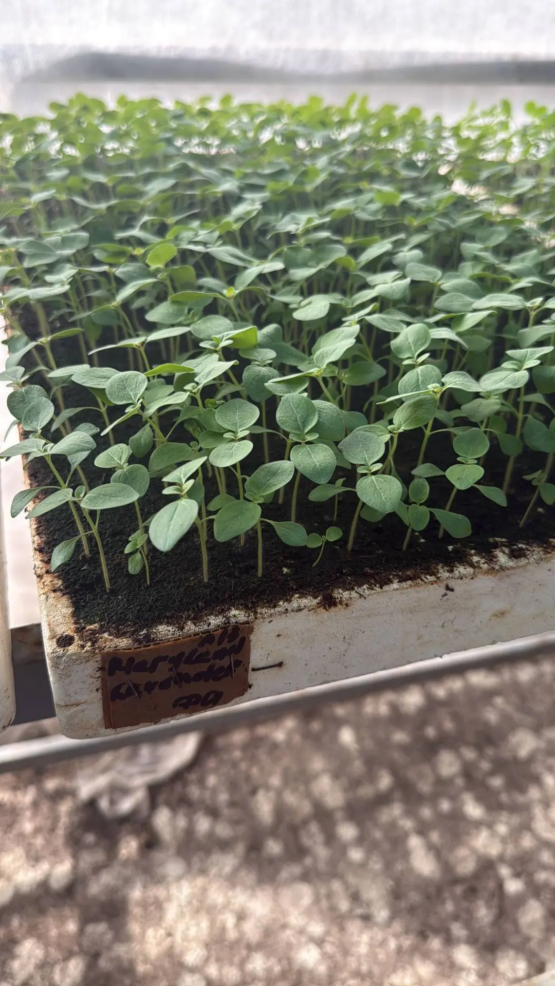 Сегодня отправили нашу гордость — рассаду львиного зева 🦁🌱 к новому дому!