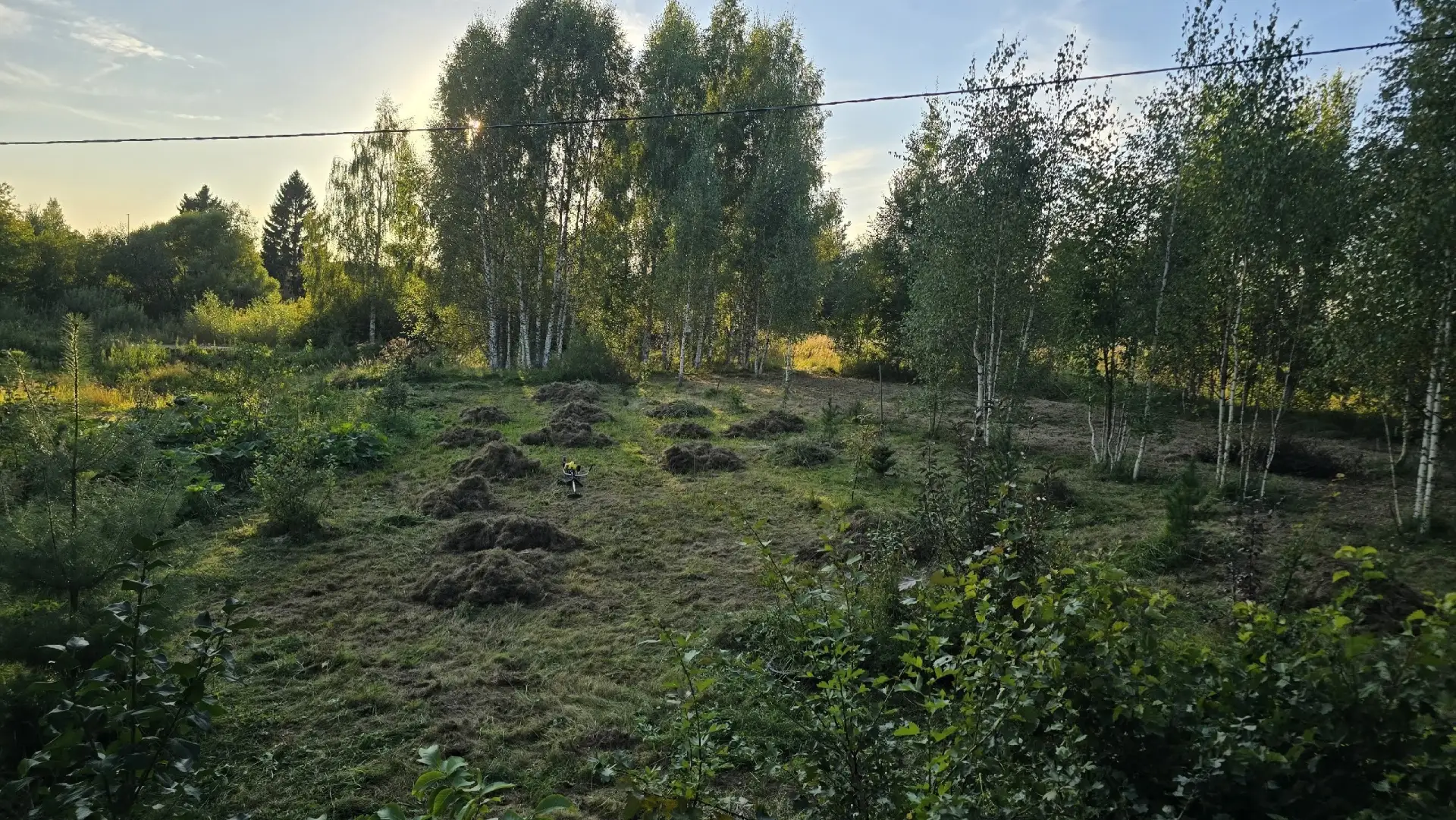Это не кроты, это я кучки из травы наделала.