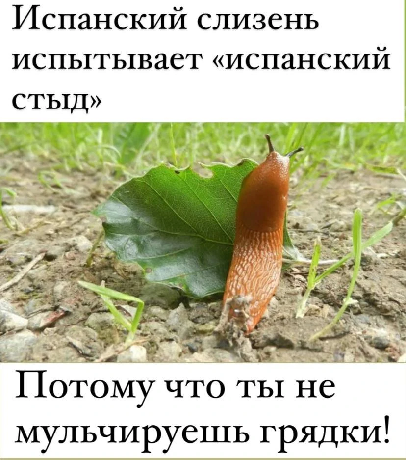 Скользкие слизняки едят все, что попадается на их пути? 

На каждом эфире мы получаем много историй 
