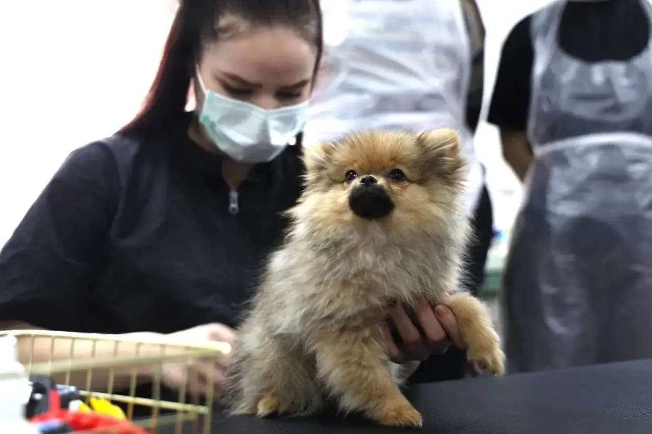 🐾С заботой о любимом питомце: в Волгоградском ГАУ работает груминг-салон.   Уход за шерстью четверон