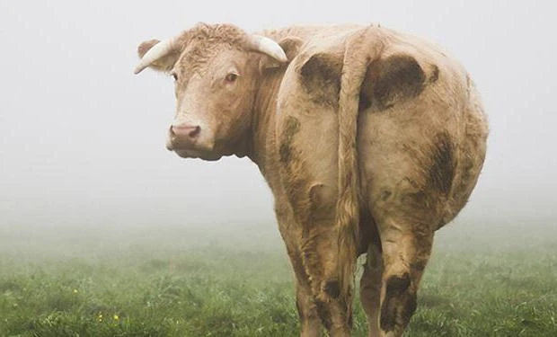 🐄 Краткая памятка: терапия острого послеродового эндометрита у КРС 💉

Острый послеродовой эндометр