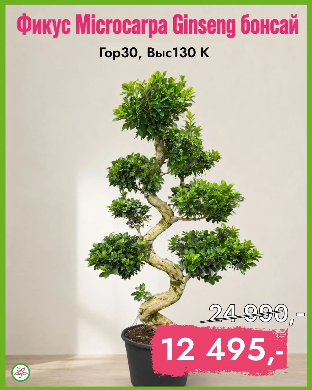 🔥 СКИДКА 50% на Фикус Microcarpa Бонсай! 🔥

Эффектное дерево для вашего интерьера по суперцене:

�