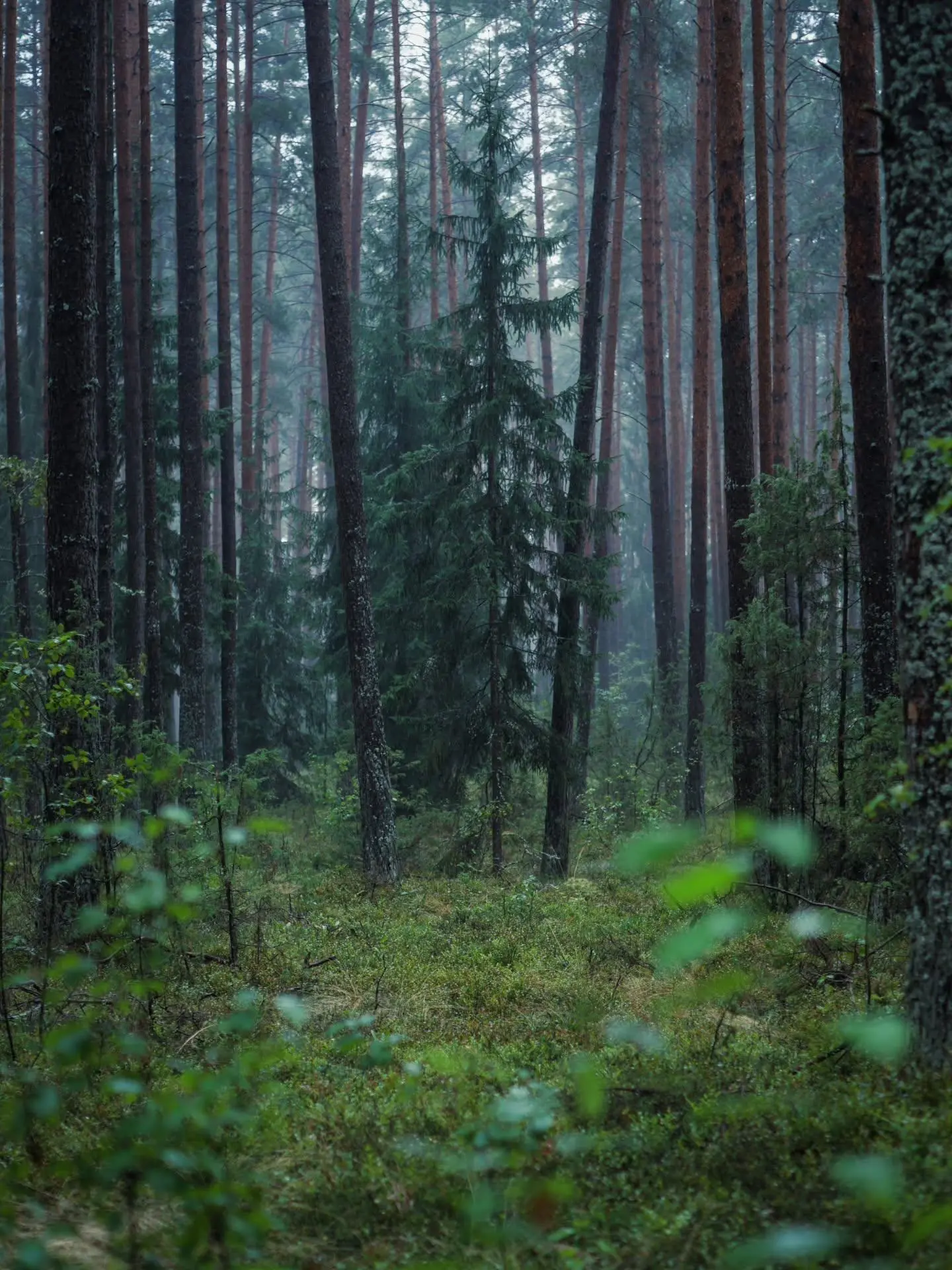Дождливый лес🌲