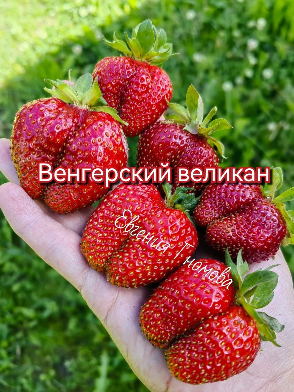 СЕМЕНА СОРТОВОЙ КЛУБНИКИ 🍓

Друзья садоводы, напомню что в продаже уже есть семена клубники этого г