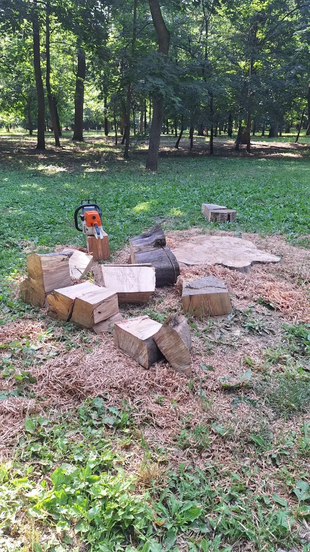 Продолжение истории про уход за насаждениям🌳

Помните, мы рассказывали про спил аварийно-опасных де