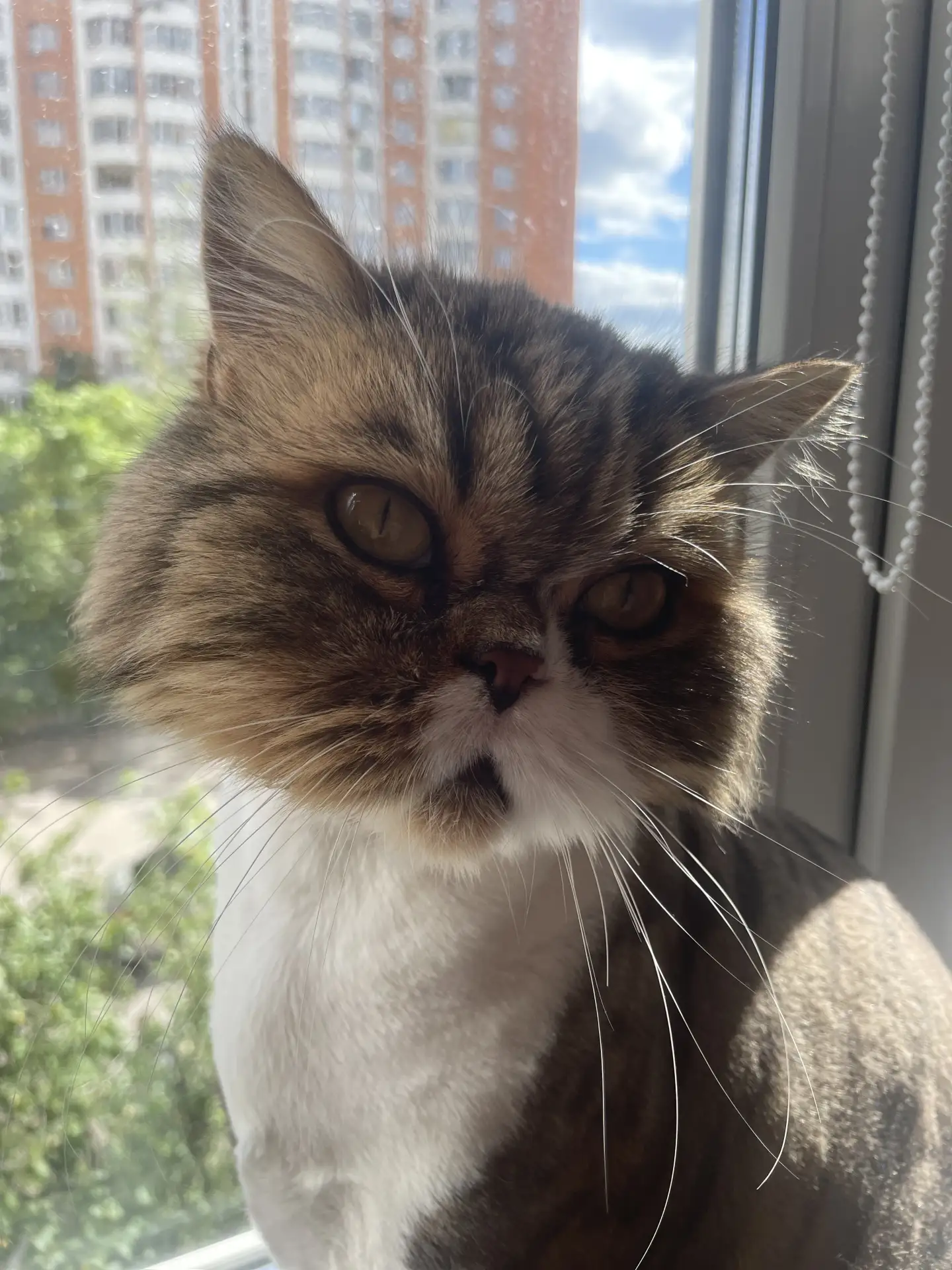 просили Жорика?💛 Ловите летнего жорика 🐱