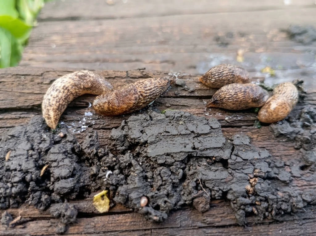 🐌 Простой подход к борьбе со слизнями осенью