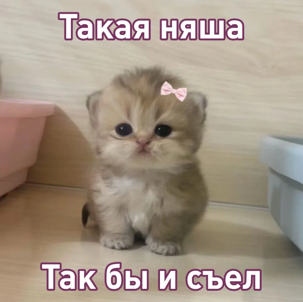 Во Вьетнаме поймали банду, которая украла и продала на мясо около 2700 кошек.