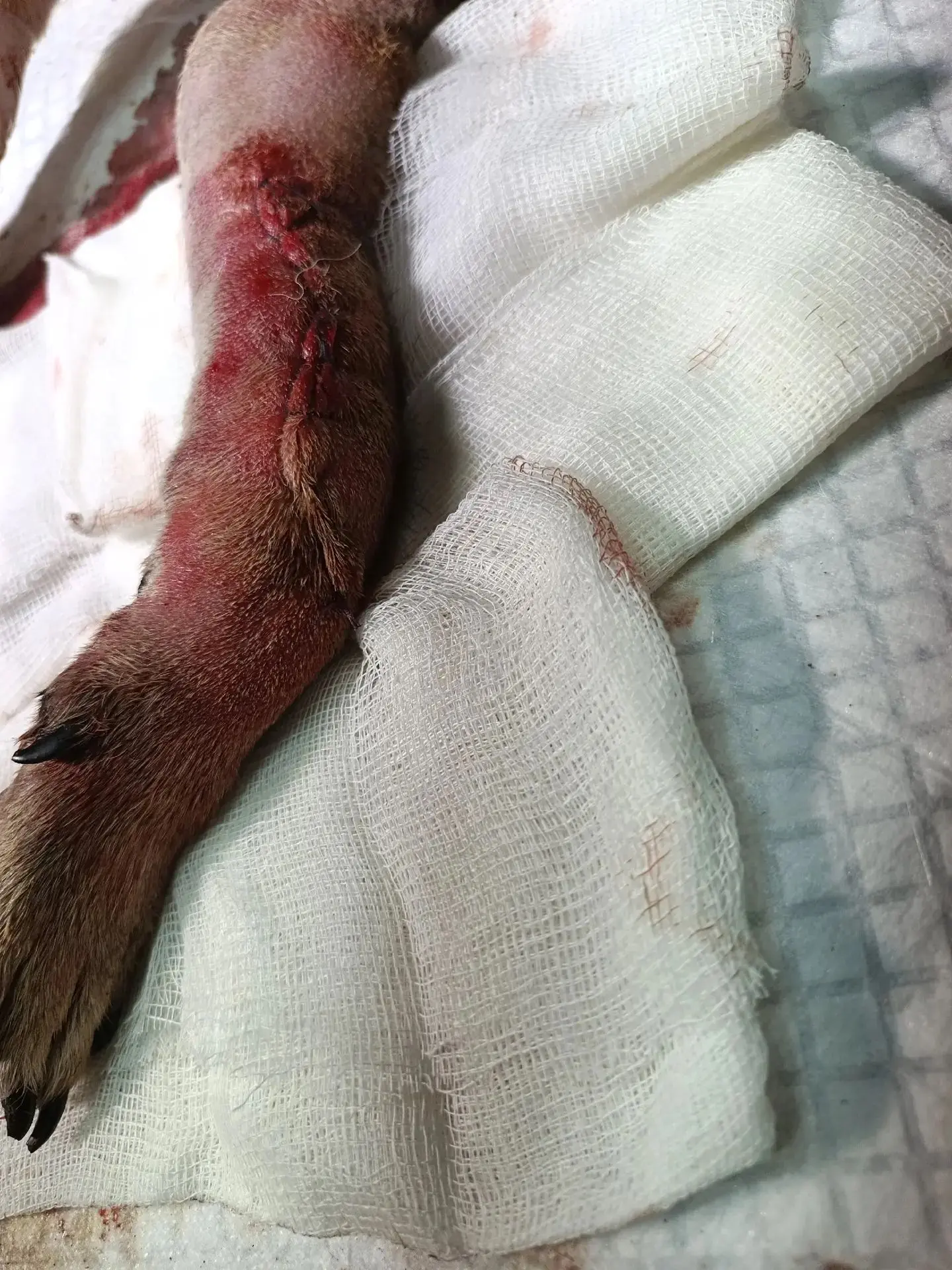 🏥👨‍⚕️💉Остеосинтез  передней конечности🐾— это хирургическая операция, при которой ко...