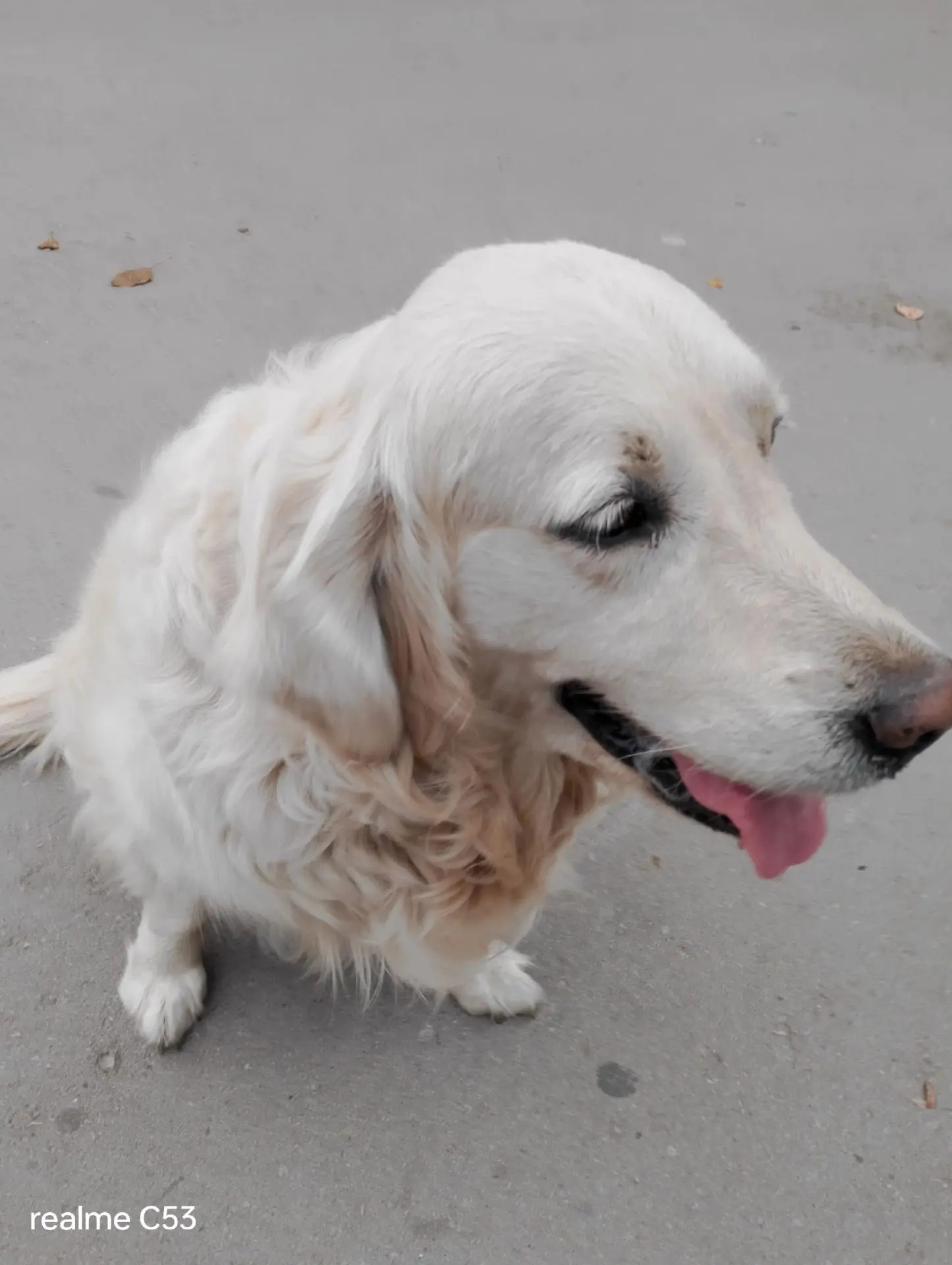 🐕Чей беглец, golden ретривер, гуляет по улице Ленина.