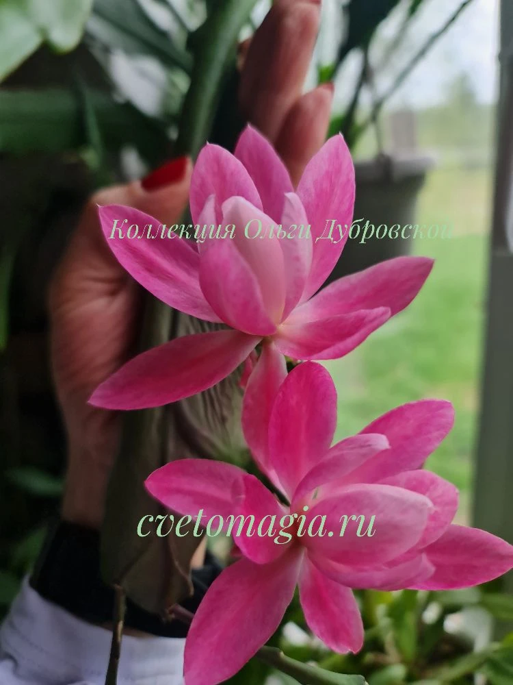 Epiphyllum Deutsche Kaiserin, первый в этом году открыл сезон цветения.