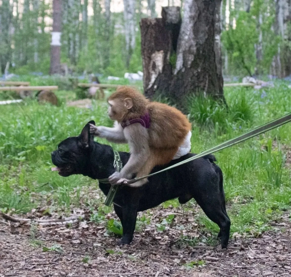 🐵В Академическом домашняя обезьяна укусила 5-летнего мальчика

Инцидент произошёл возле дома на Кра
