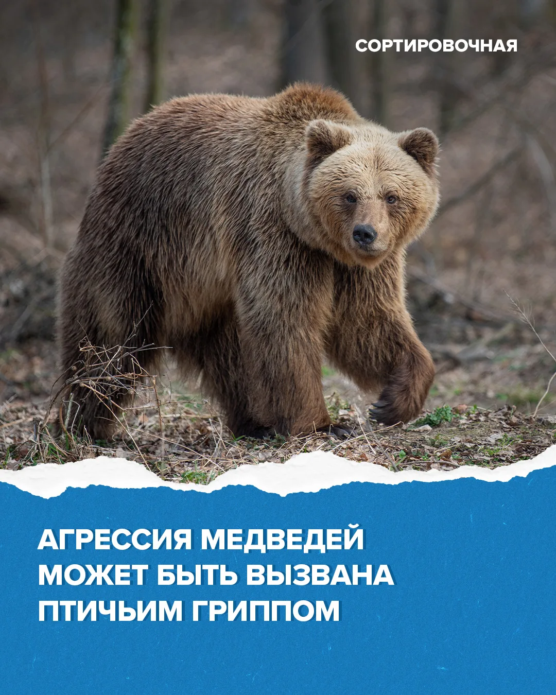 Медведь может проявлять нетипичное поведение, в том числе потерю осторожности, из-за ра...