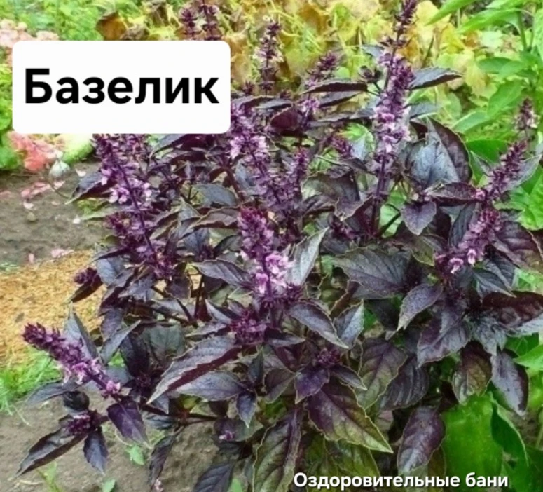 Α вы знaли, чтo бaзилик: