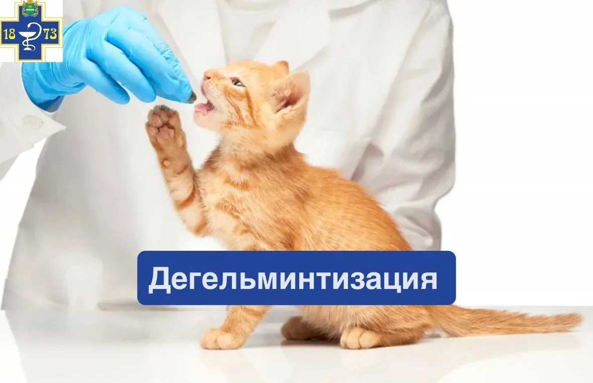 🔘Дегельминтизация-это процесс избавления животного от гельминтов (глистов) с помощью специальных ве