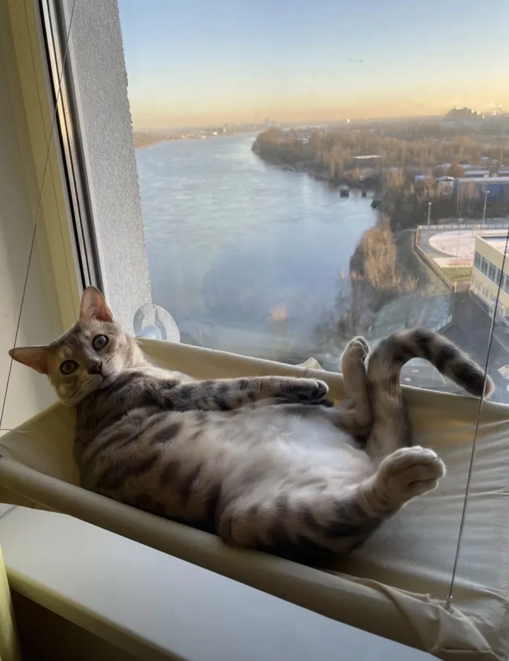 Я не могу перестать умиляться этому 🥹  Гамак для котов на окно, подвесной, лежак на присосках, до 20