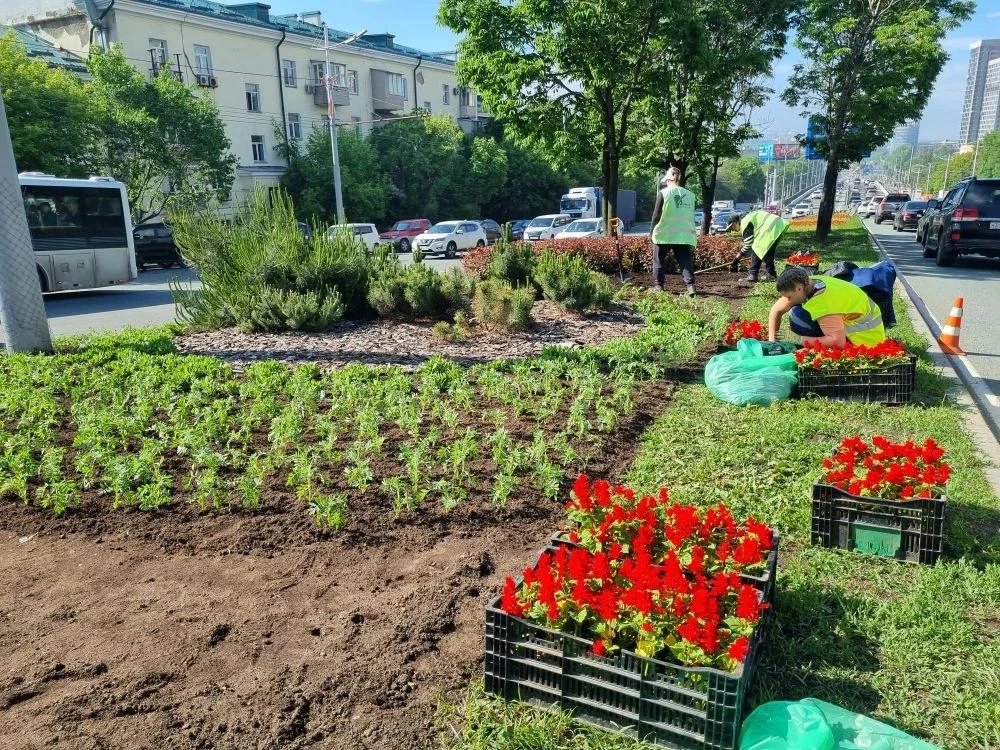 ✅ Делимся некоторыми итогами работы МКУ «Зелёный Владивосток» за минувшую неделю

🔸 Высадили более 