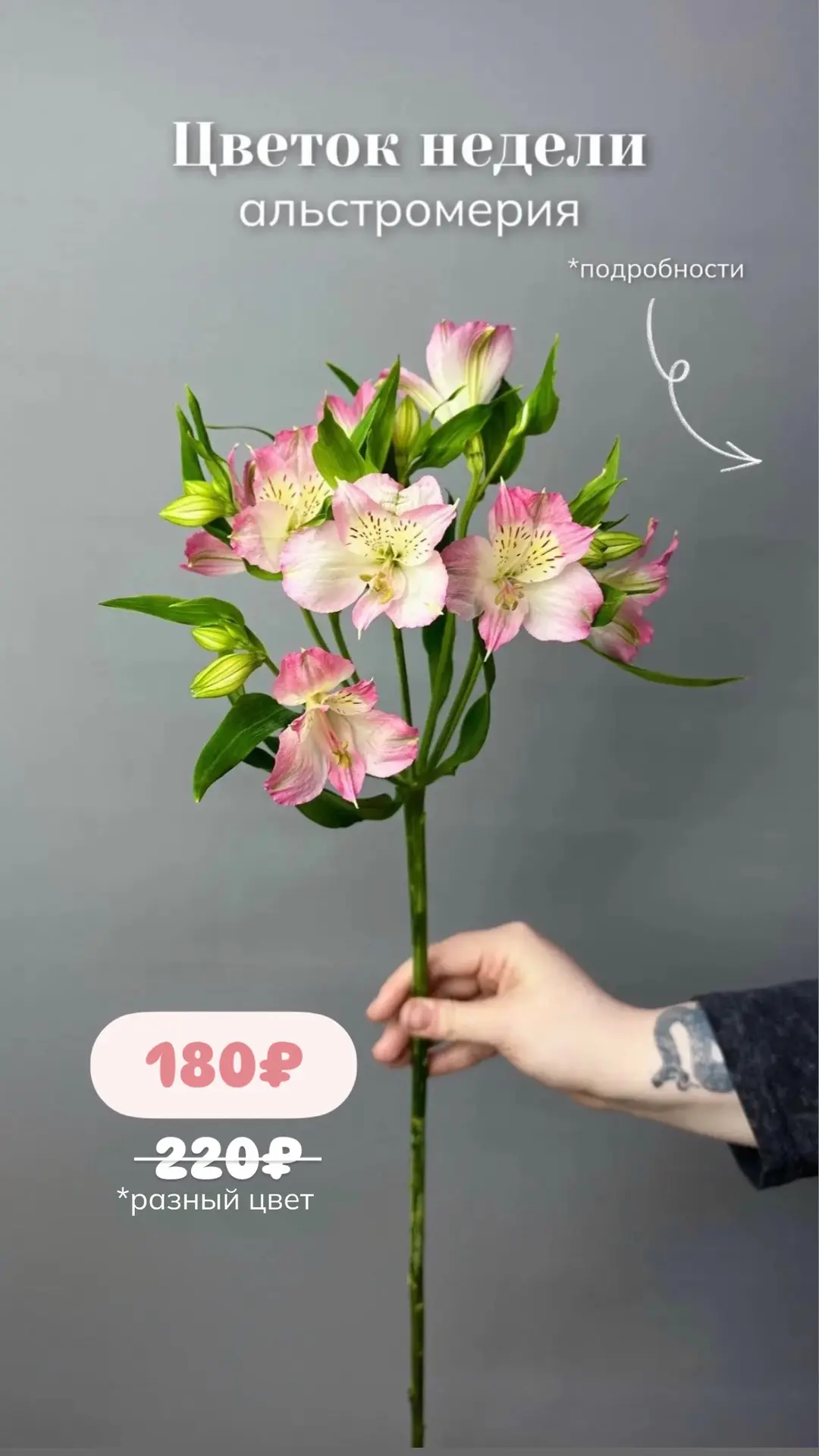 🌸Цветок недели - АЛЬСТРОМЕРИЯ