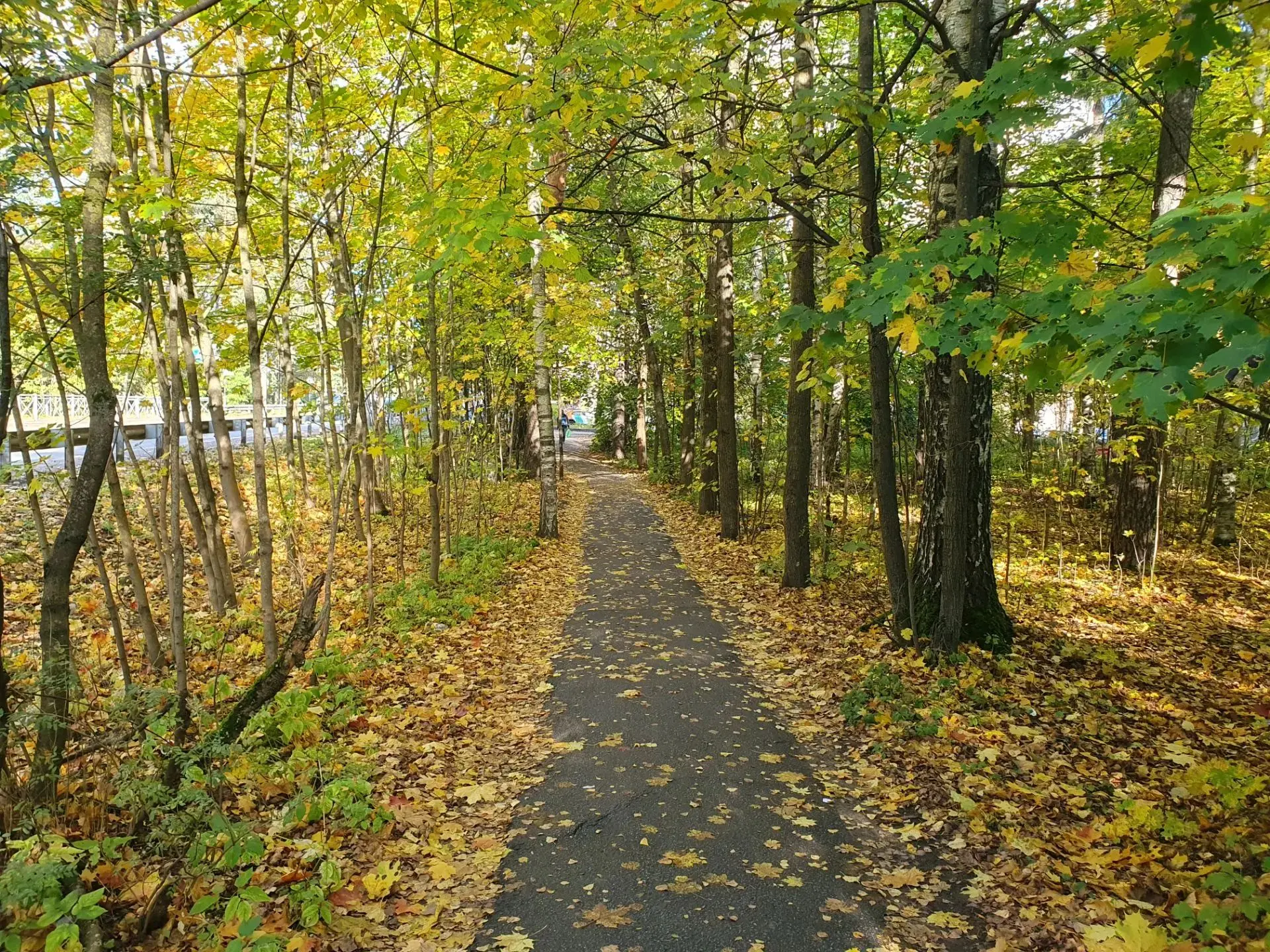 Золотая осень🍁