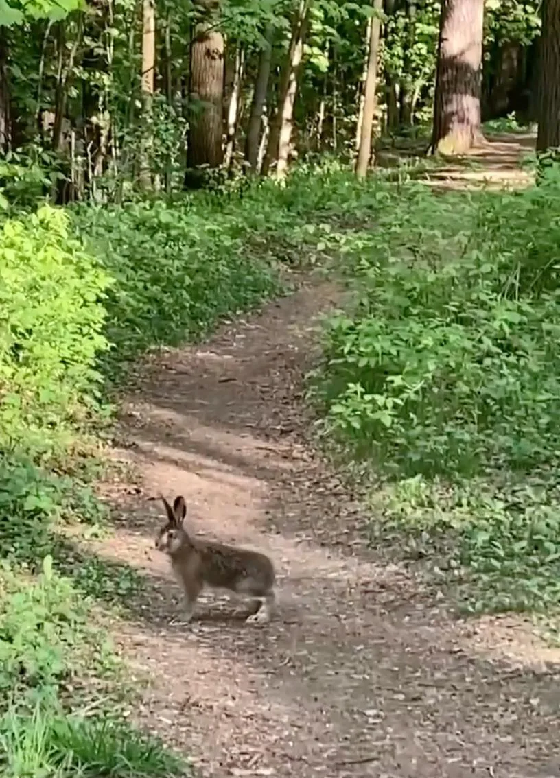 🌳 В Тимирязевском лесопарке можно встретить и ушастых. Соседи пишут, что встретили там зайца-русака