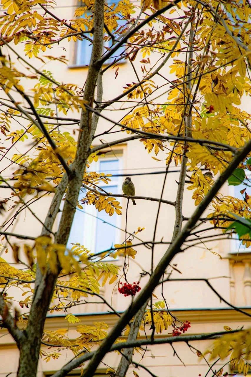 🍂 Доброе утро, Красногвардейский!