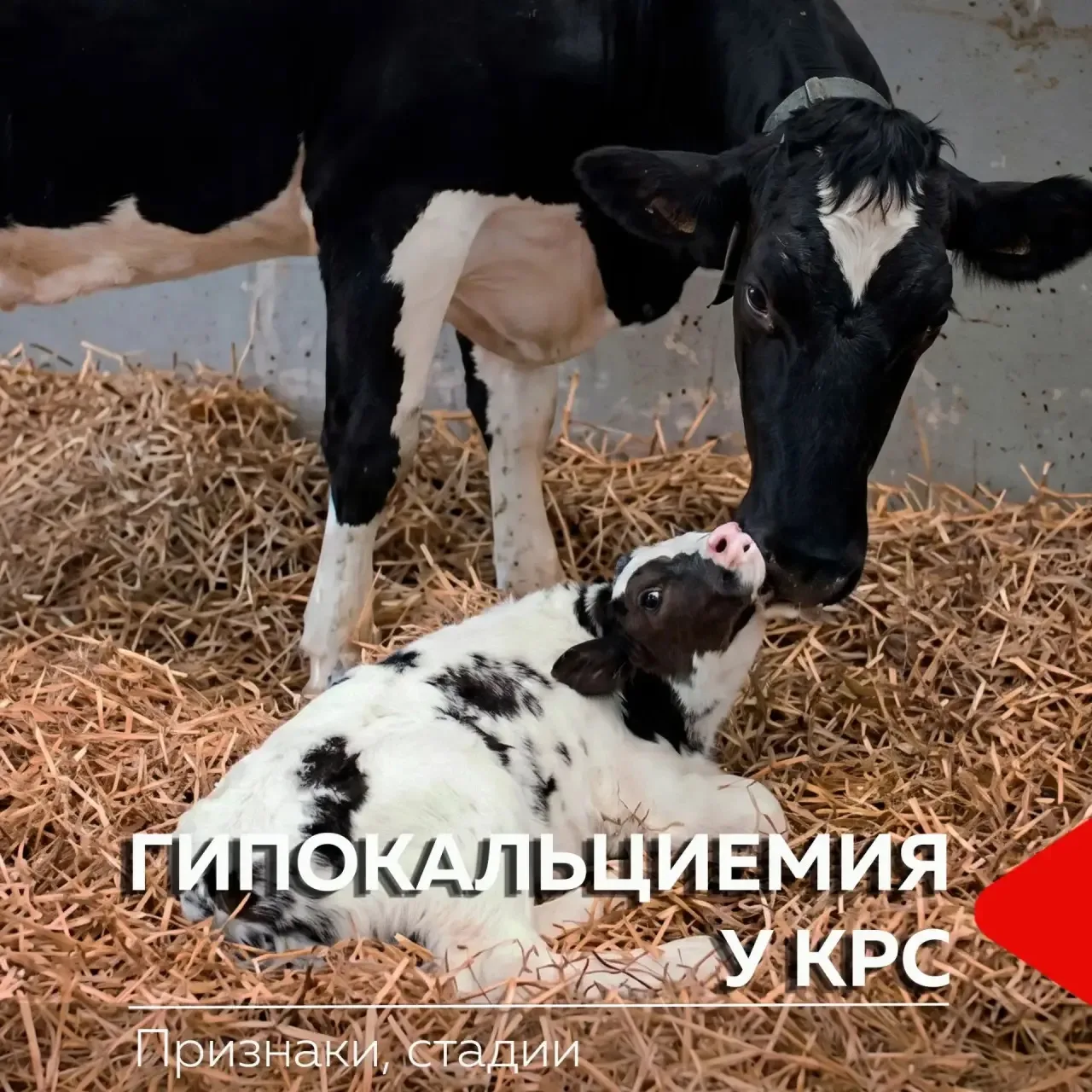 🚨🐄 Корова после отёла стала вялой, плохо ест, шатается или внезапно легла? Это не про...