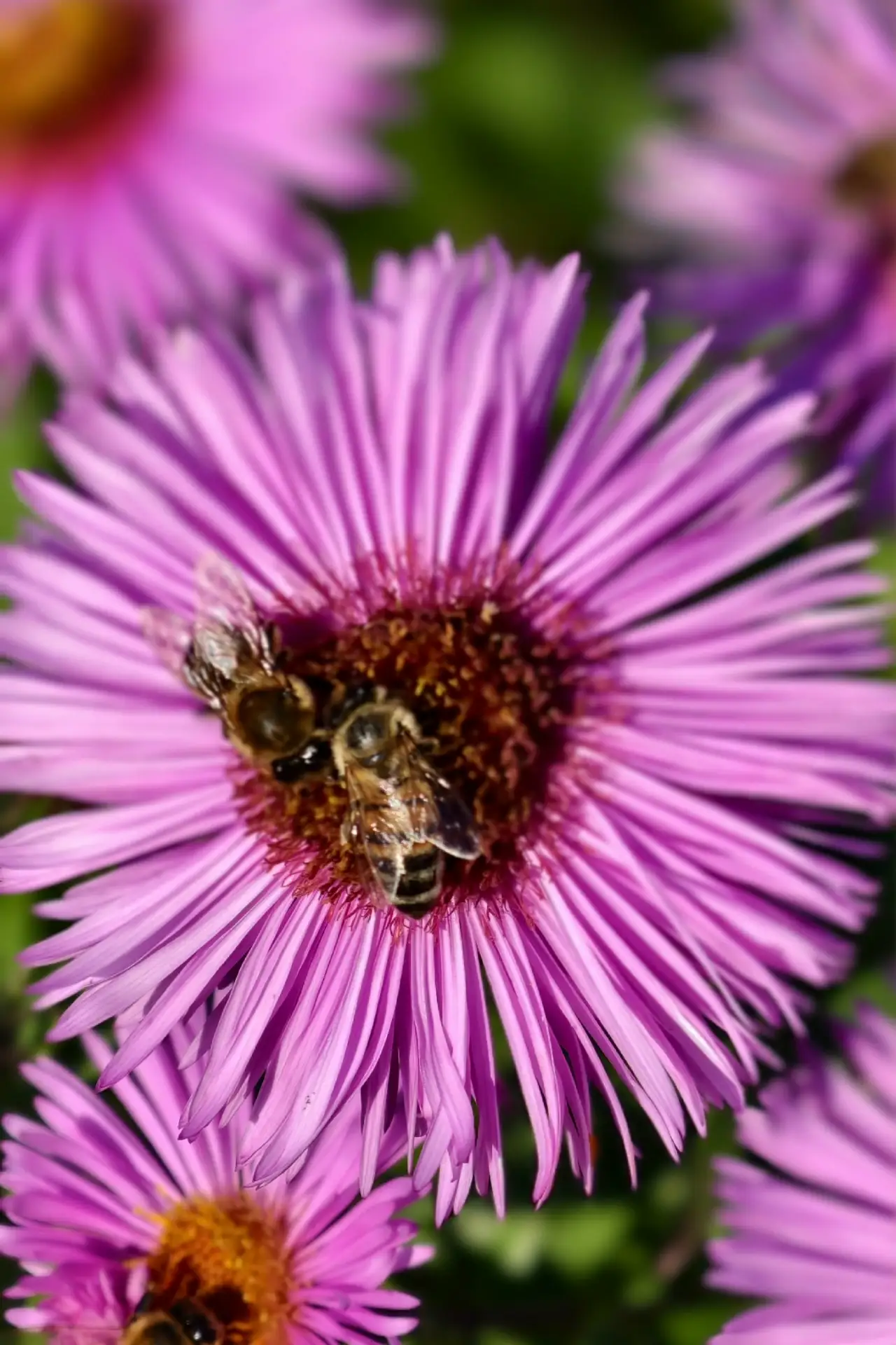 Трудяги 💛🐝🌸