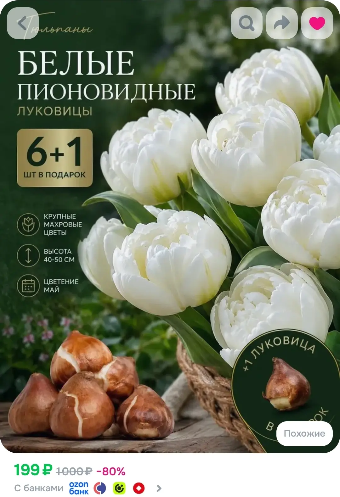Тюльпаны луковицы 7 штук Белые Пионовидные