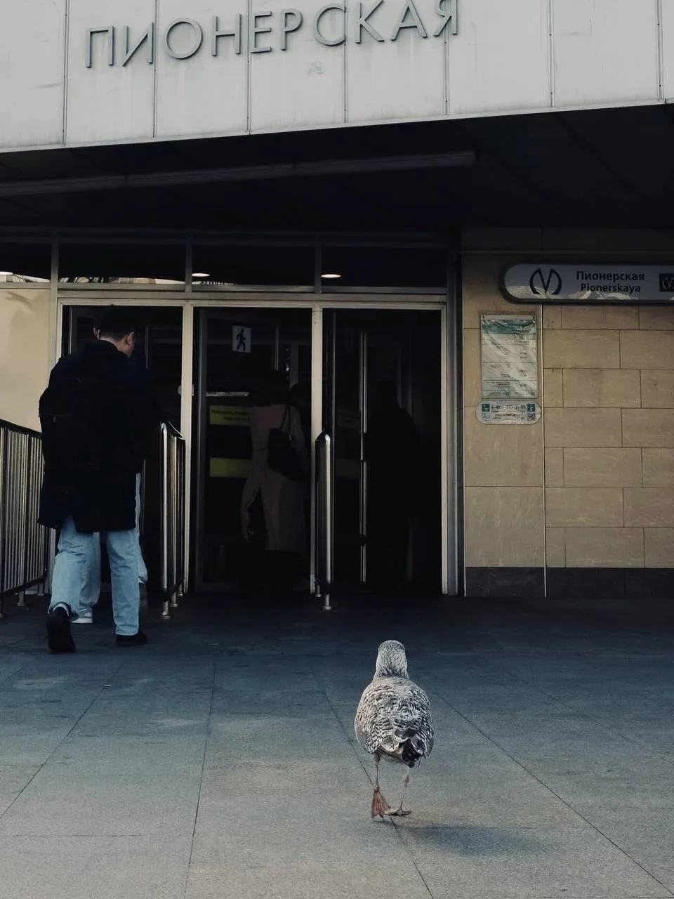 Ничего необычного, просто чайка спешит в метро на Пионерской 🐧