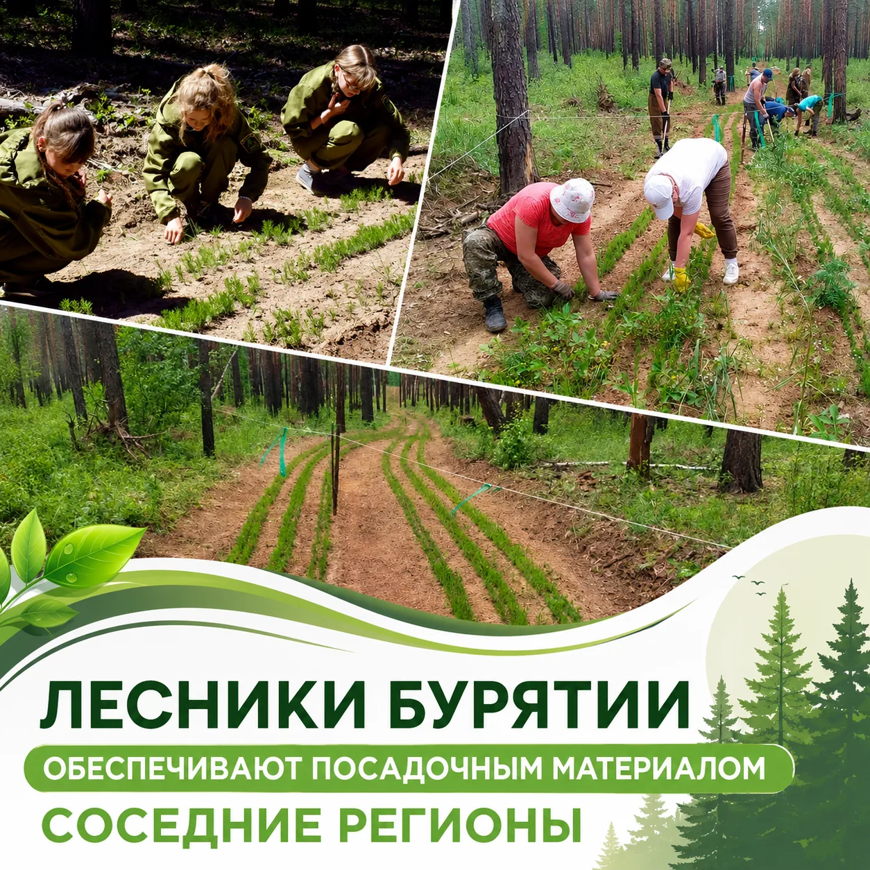 🌿 Лесники Бурятии обеспечивают посадочным материалом соседние регионы